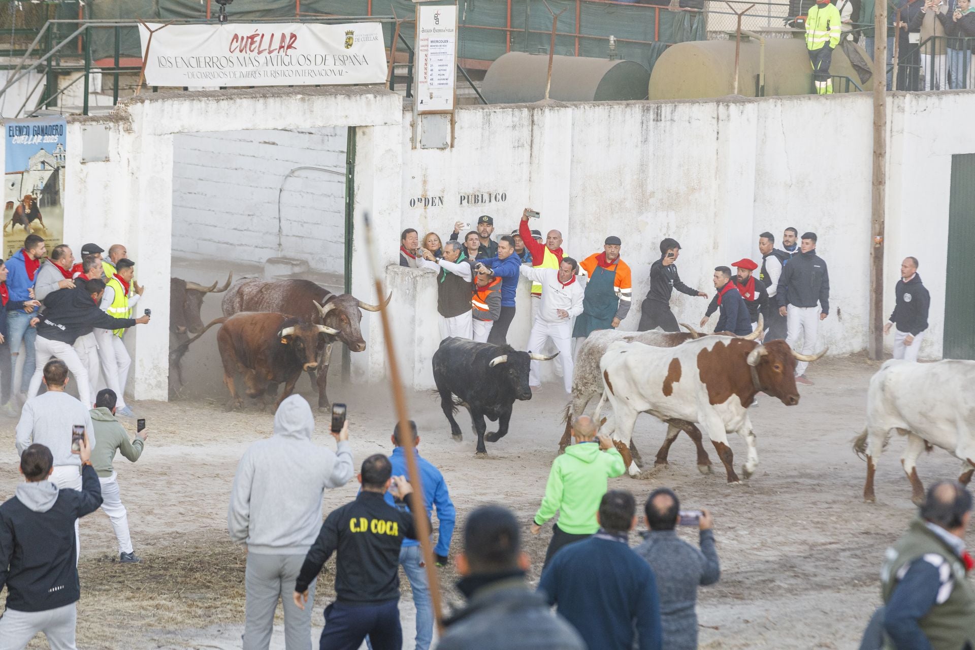 Fotos del cuarto encierro de Cuéllar por el campo