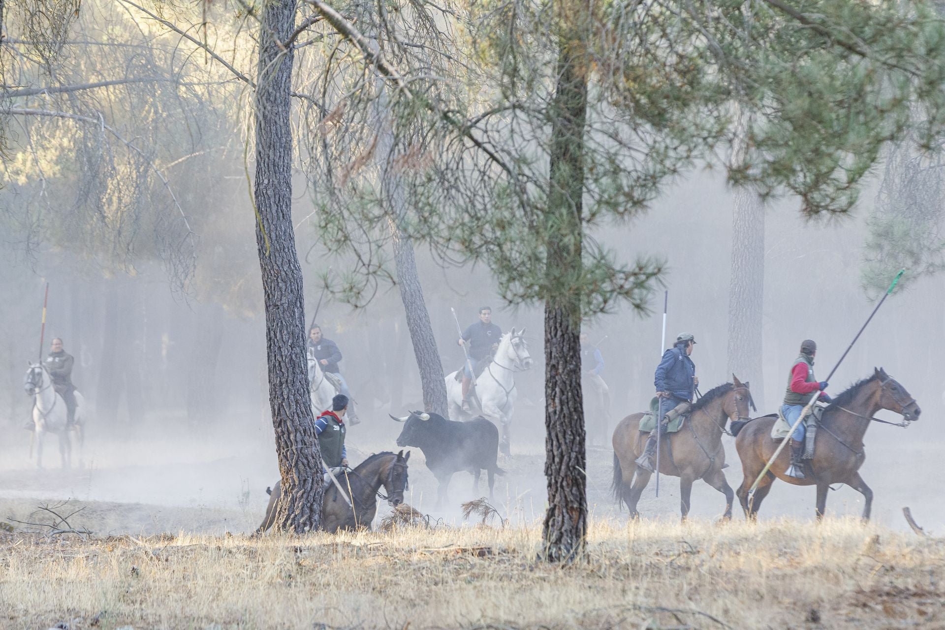 Fotos del cuarto encierro de Cuéllar por el campo
