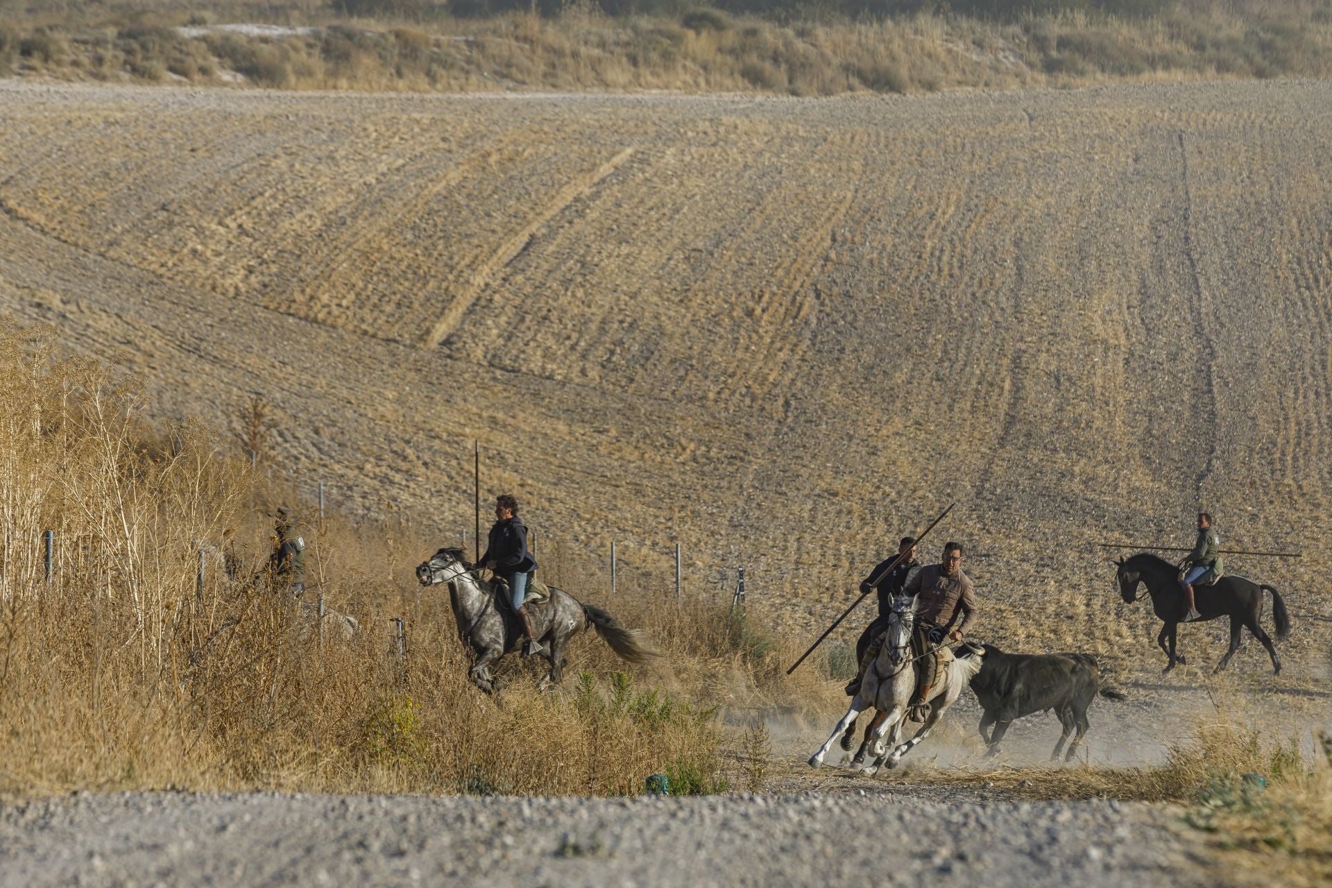 Fotos del cuarto encierro de Cuéllar por el campo