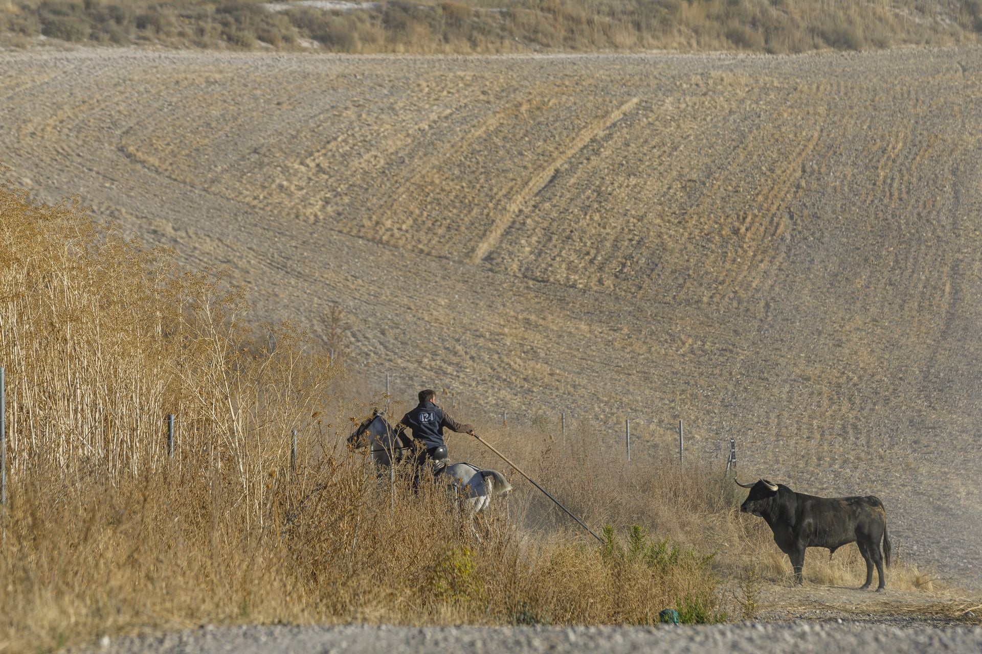Fotos del cuarto encierro de Cuéllar por el campo