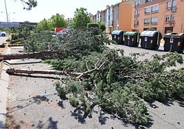 Árboles talados ayer en la plaza Bécquer del barrio de Nueva Segovia.