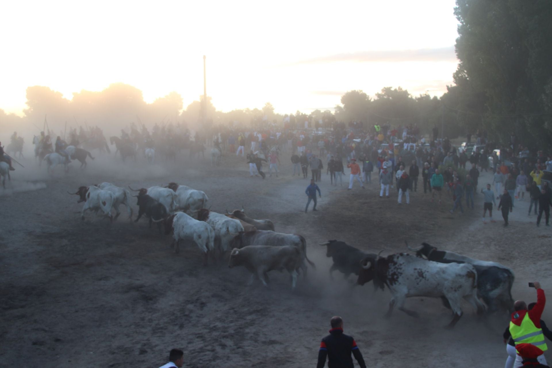 Fotografías del quinto encierro de Cuéllar en el campo