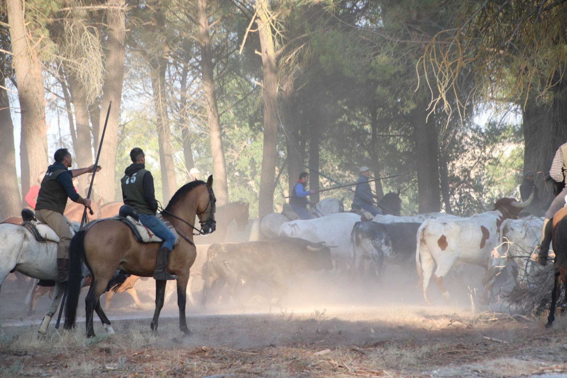 Fotografías del quinto encierro de Cuéllar en el campo