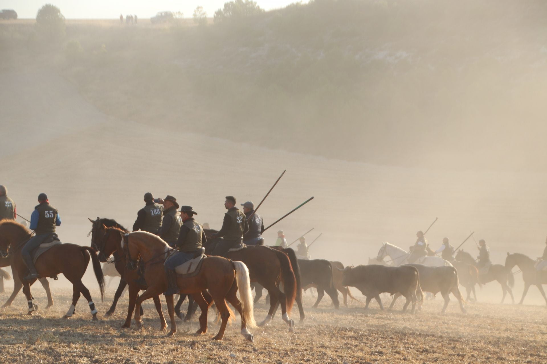 Fotografías del quinto encierro de Cuéllar en el campo