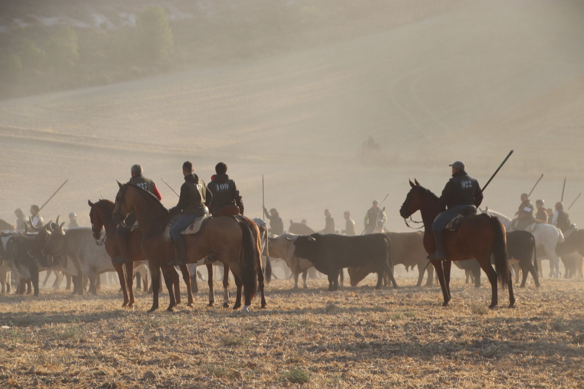 Fotografías del quinto encierro de Cuéllar en el campo