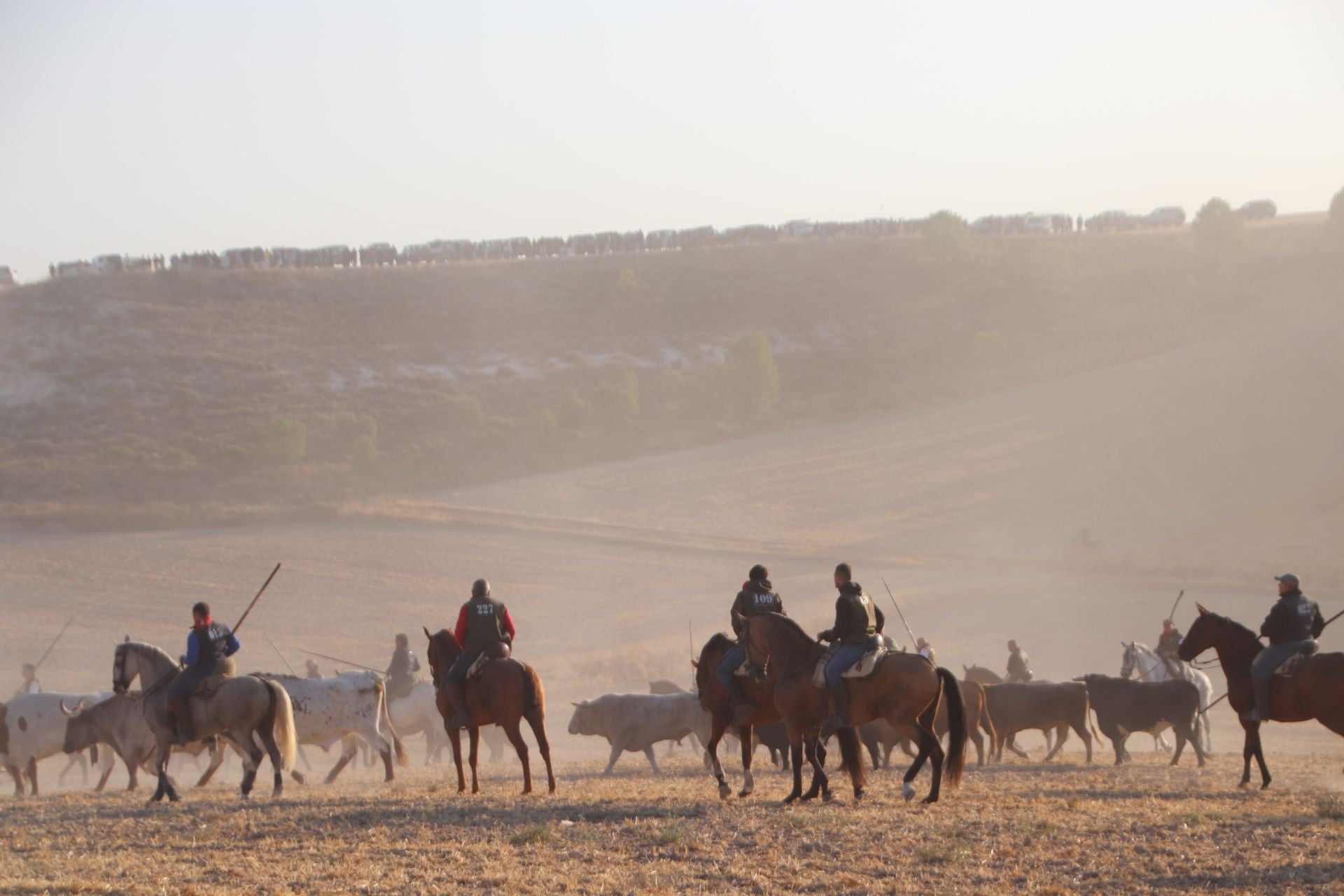Fotografías del quinto encierro de Cuéllar en el campo
