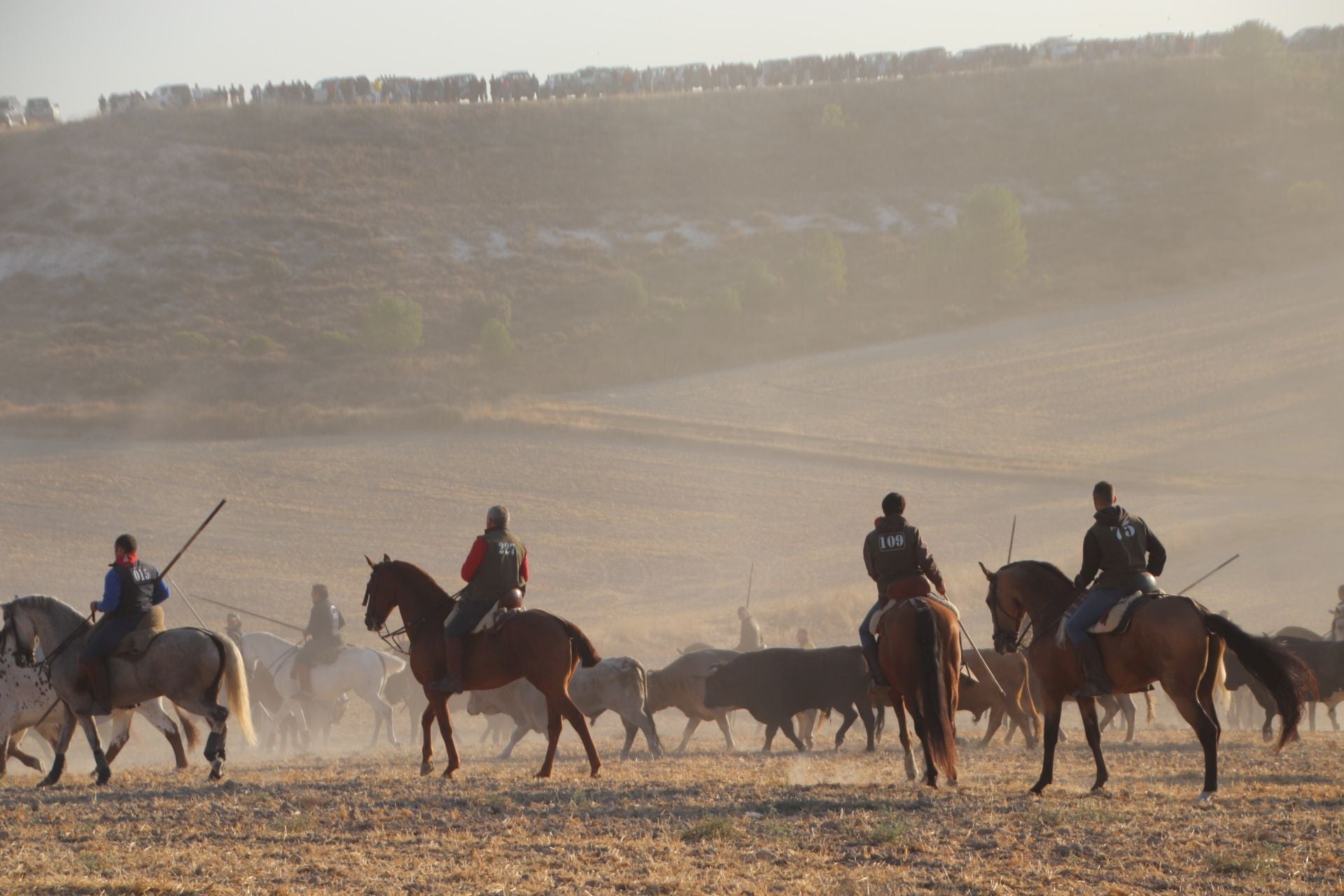 Fotografías del quinto encierro de Cuéllar en el campo