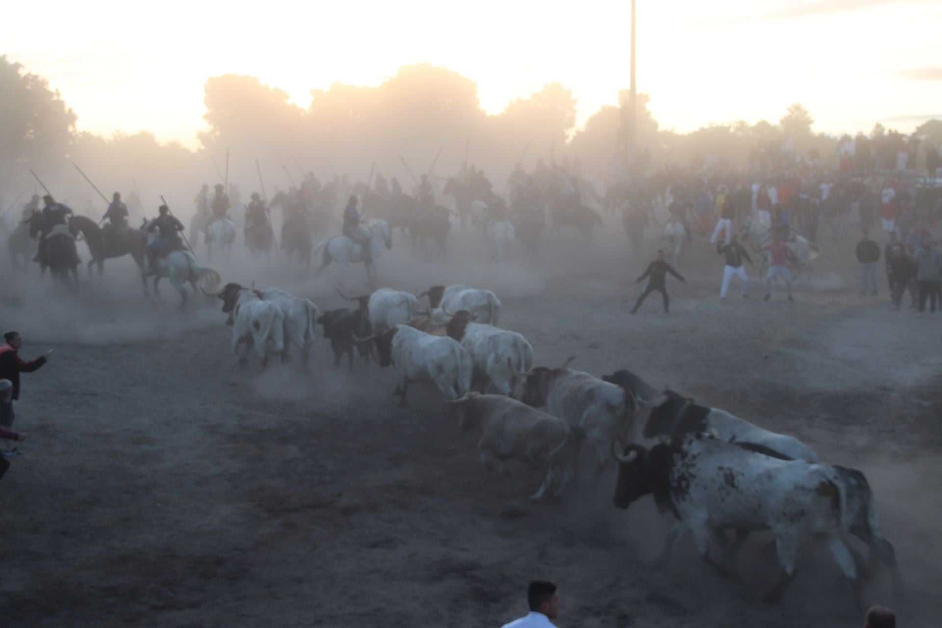 Fotografías del quinto encierro de Cuéllar en el campo