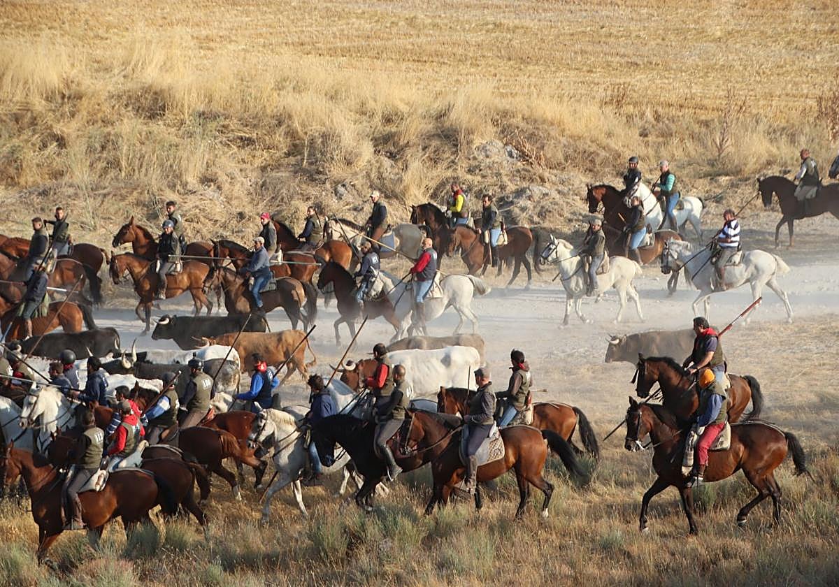 Caballistas acompañan a los novillos de Aurelio Hernando por el tramo de campo en el quinto encierro de Cuéllar.