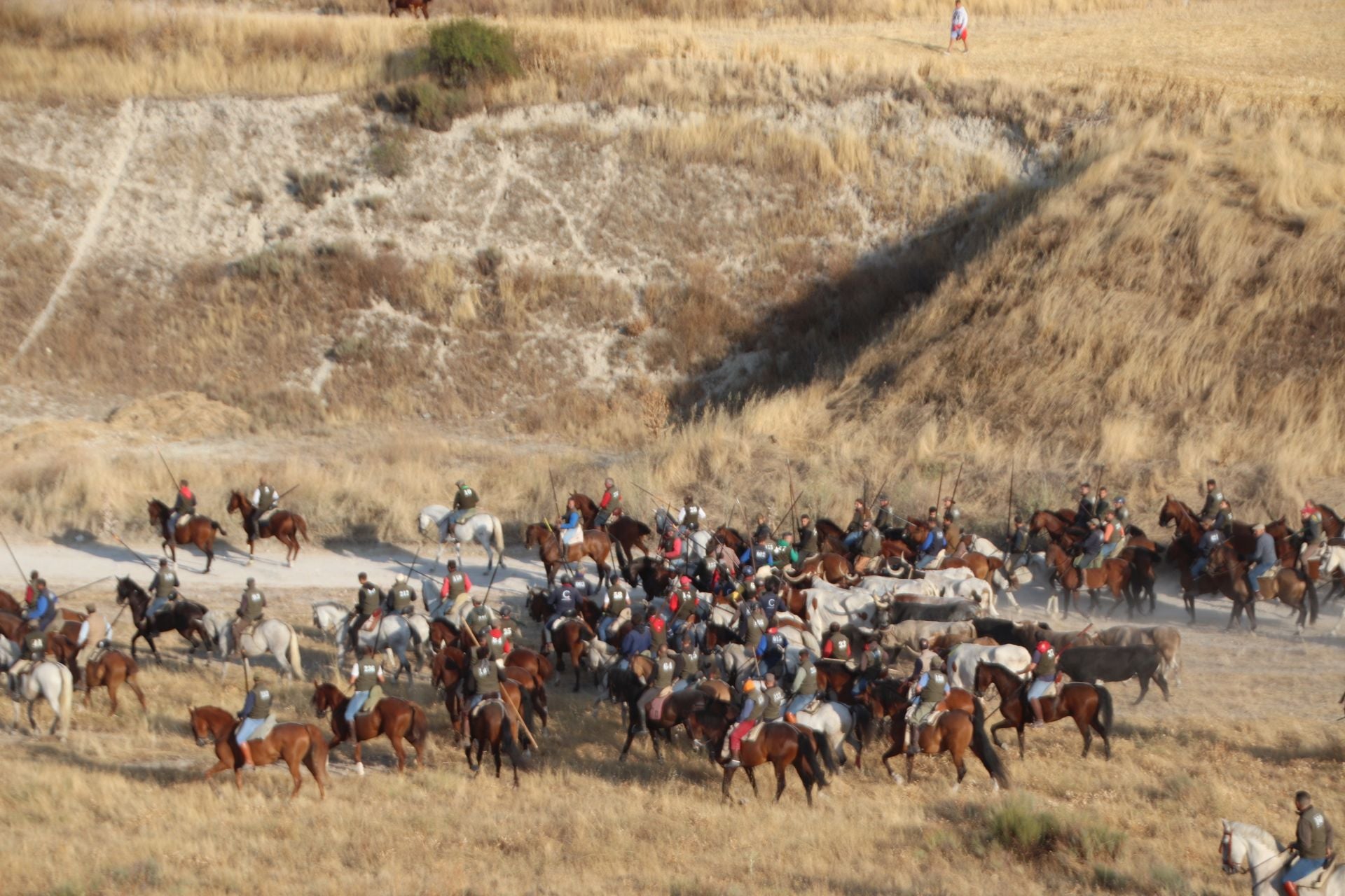 Fotografías del quinto encierro de Cuéllar en el campo