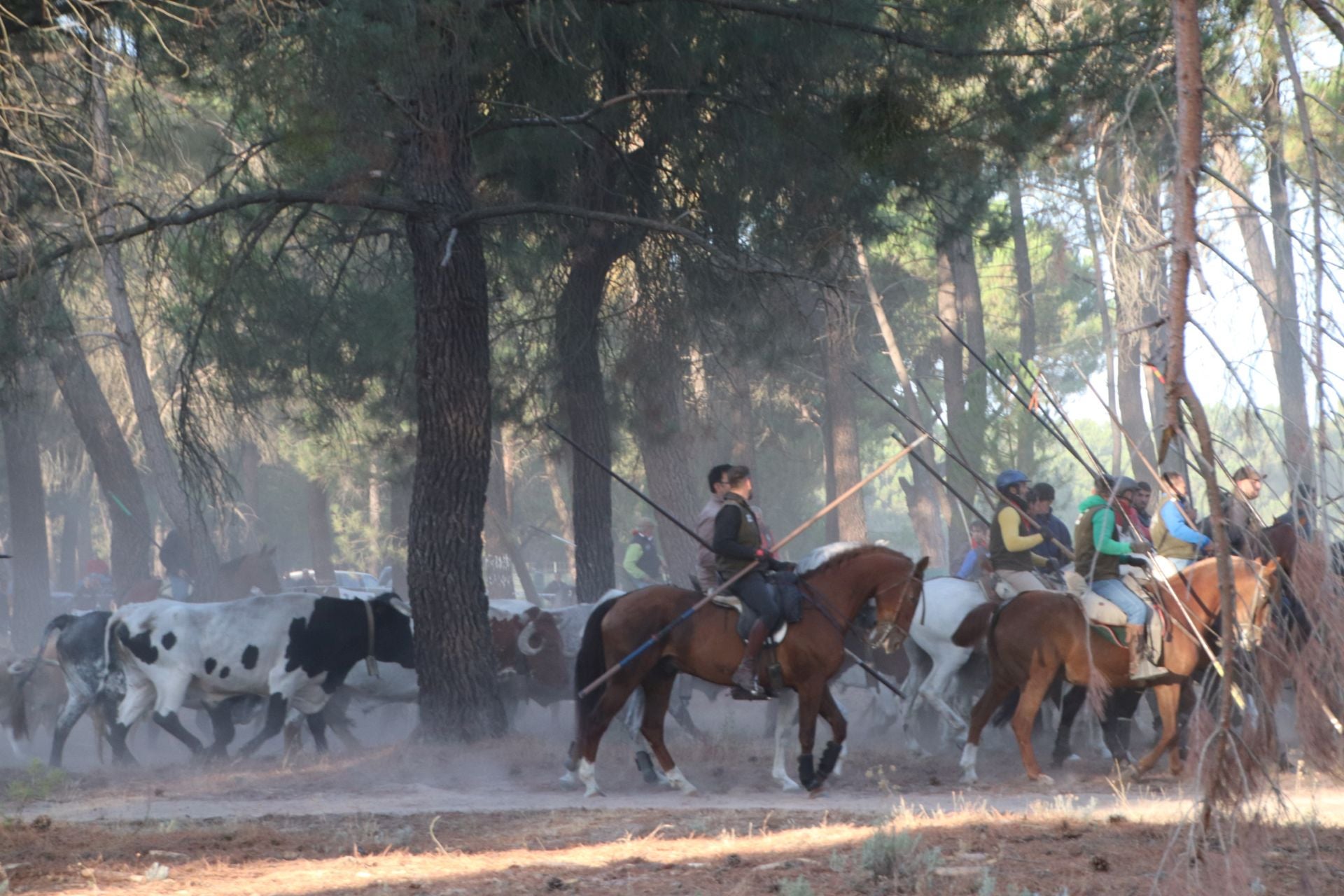 Fotografías del quinto encierro de Cuéllar en el campo