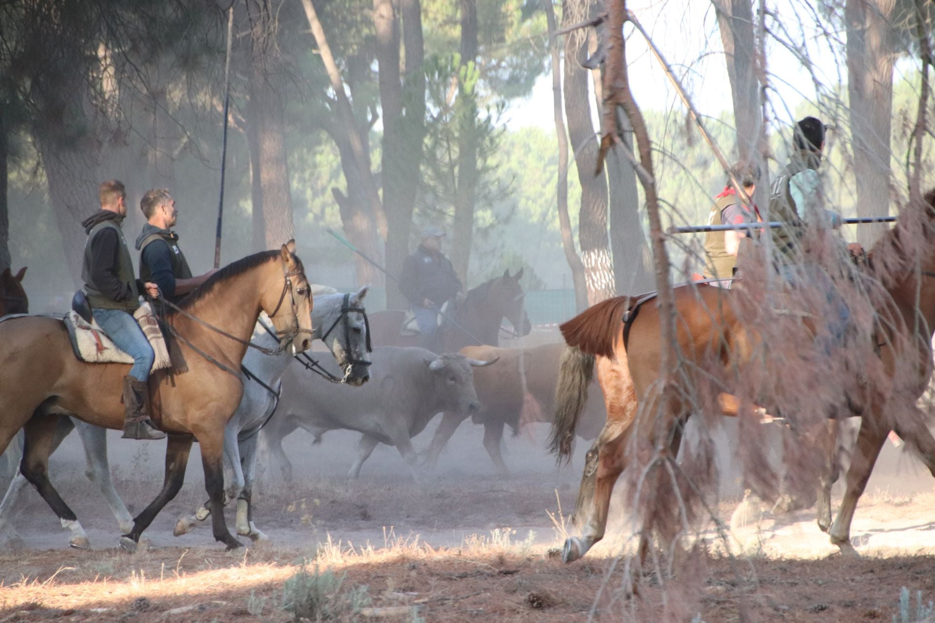 Fotografías del quinto encierro de Cuéllar en el campo