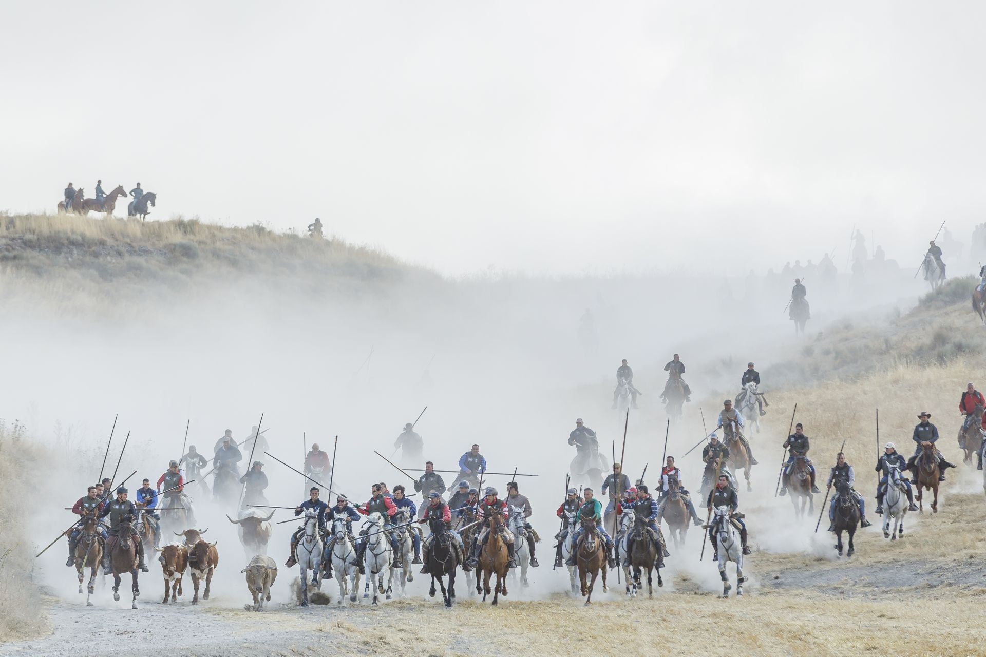 Fotografías del quinto encierro de Cuéllar en el campo