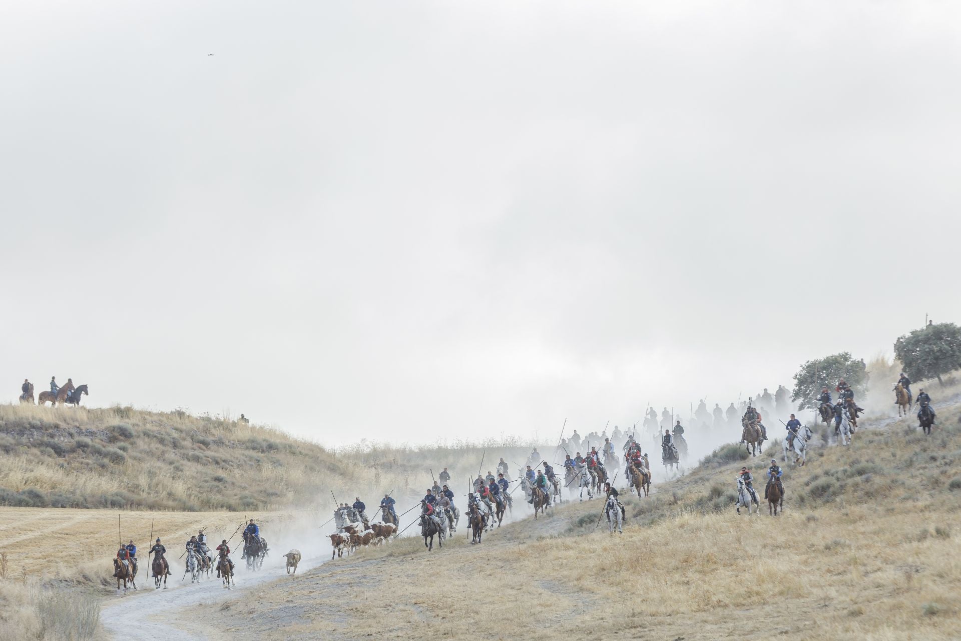 Fotografías del quinto encierro de Cuéllar en el campo