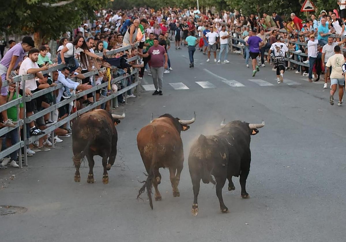 Tres toros en el recorrido urbano flanqueado por talanqueras repletas de público