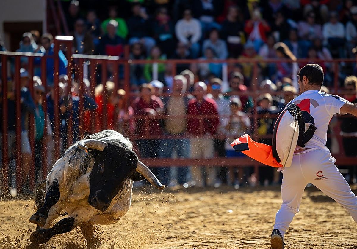 Un joven cita a un toro en las fiestas de Paredes de Nava.