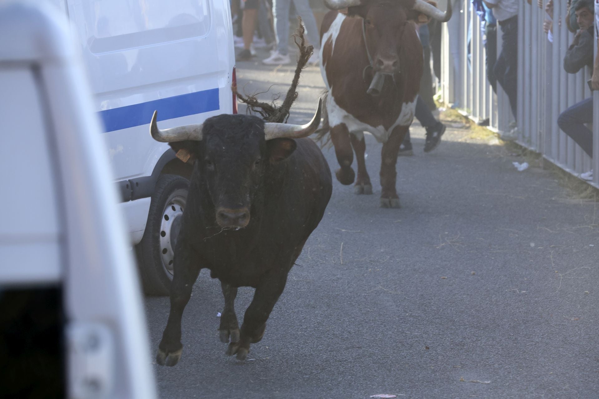 Las imágenes del encierro de este sábado en Medina del Campo