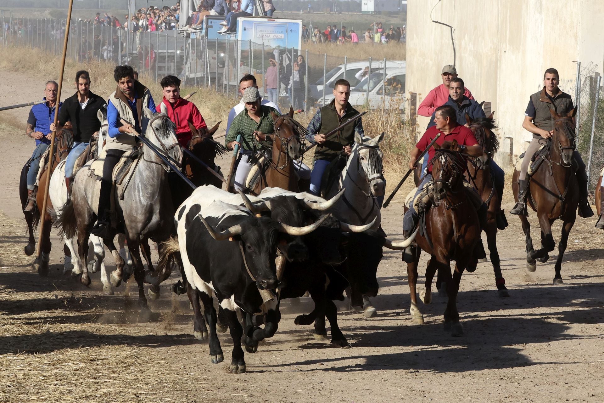 Las imágenes del encierro de este sábado en Medina del Campo