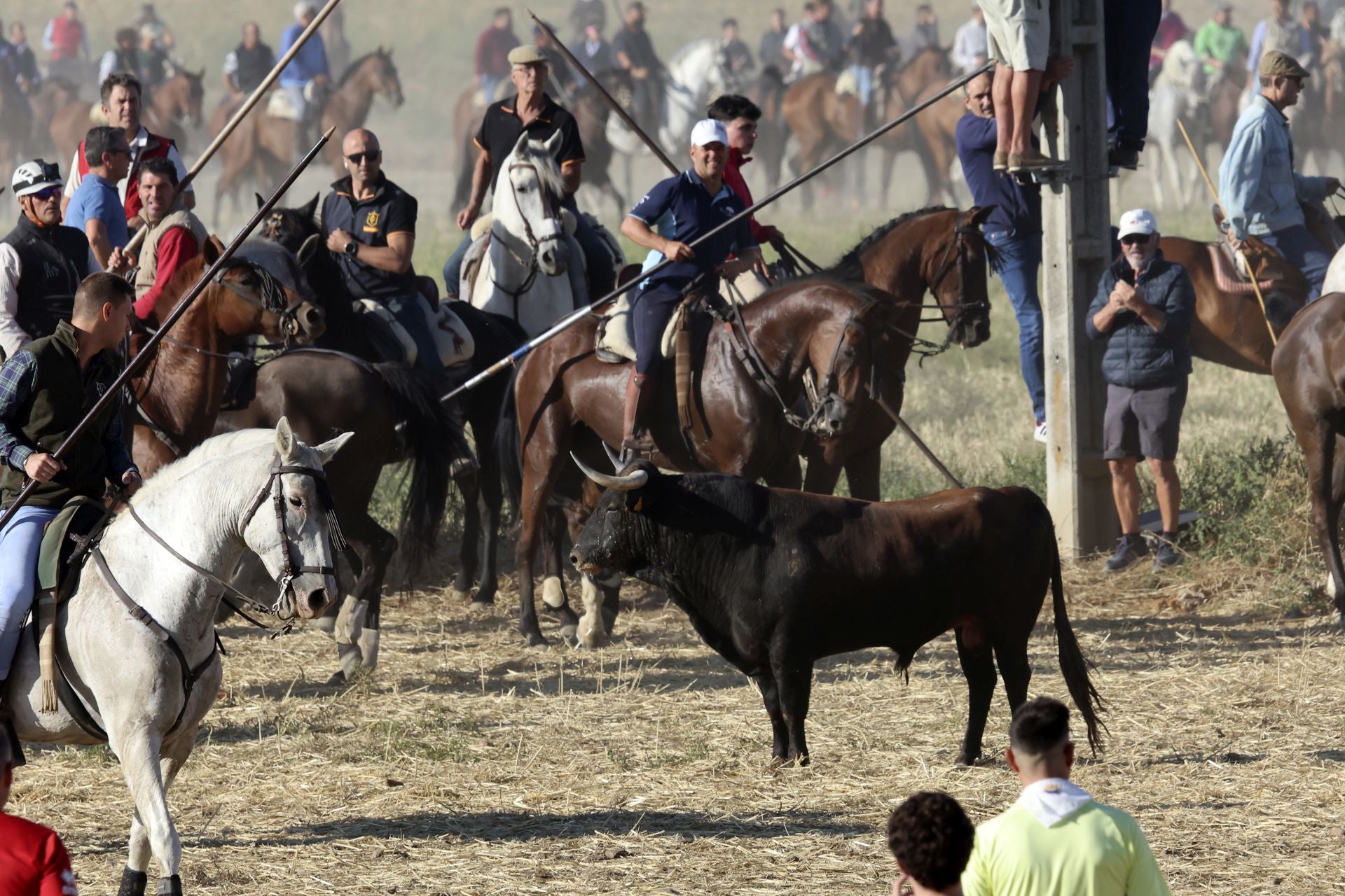 Las imágenes del encierro de este sábado en Medina del Campo