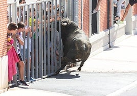 Uno de los novillos acomete al público refugiado en una talanquera en Nava del Rey.