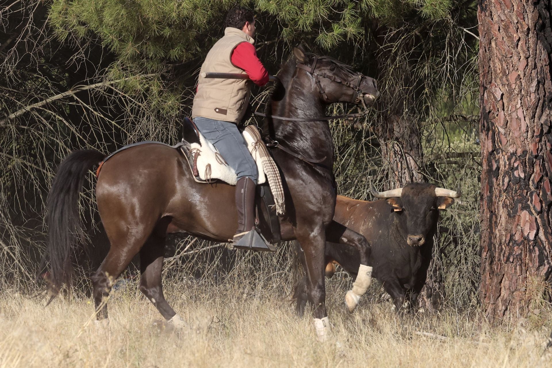 Las imágenes del encierro de este sábado en Medina del Campo