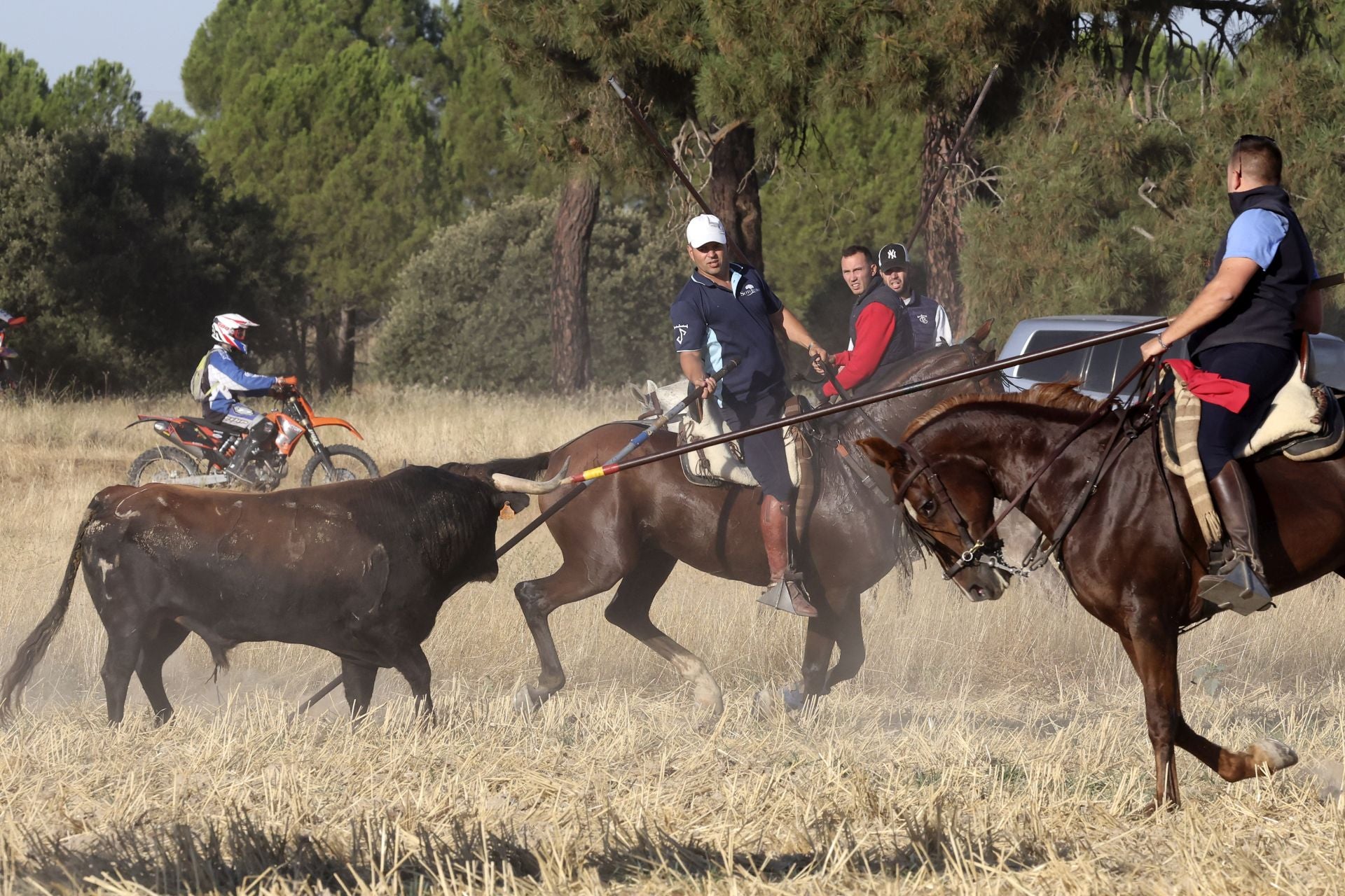 Las imágenes del encierro de este sábado en Medina del Campo
