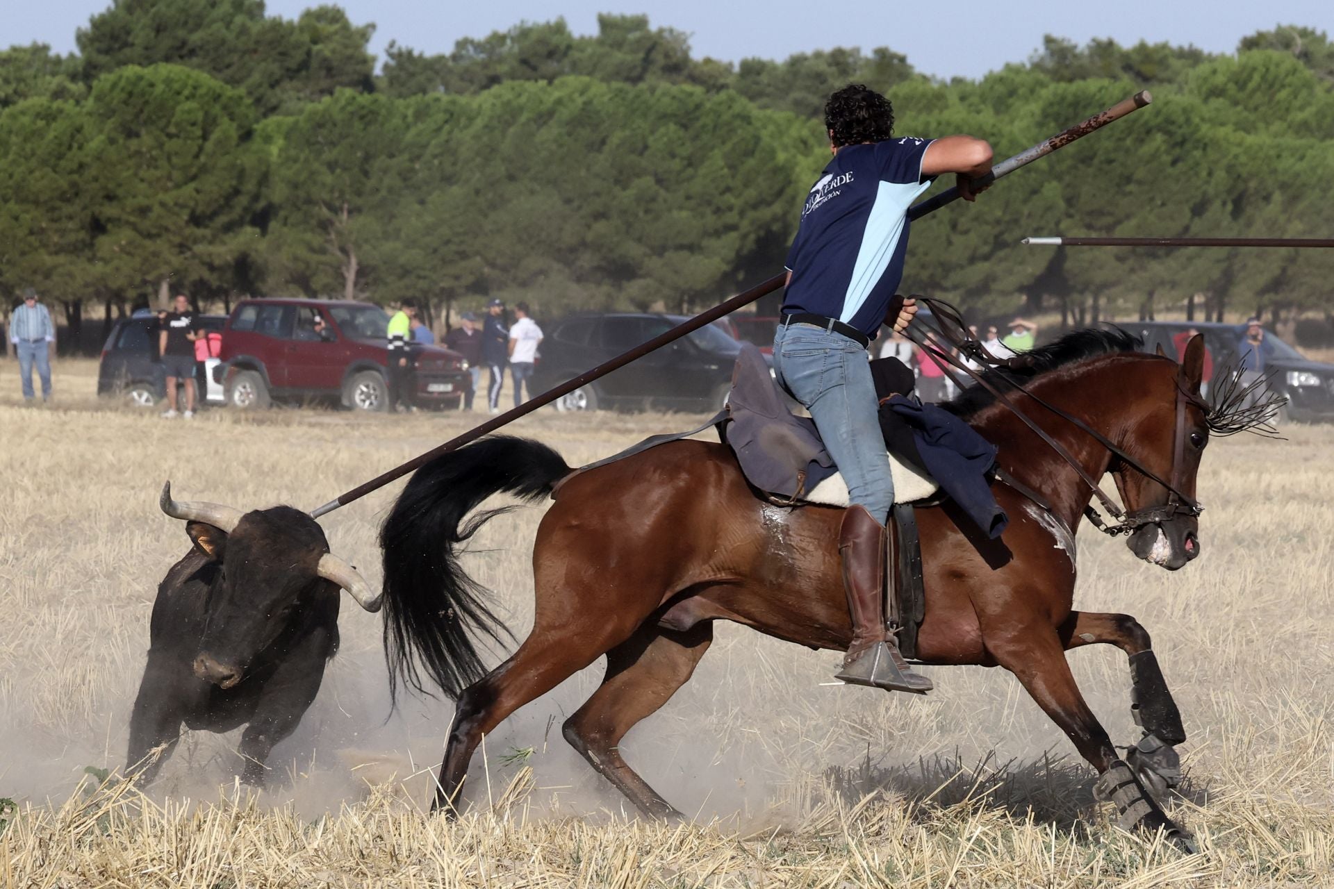 Las imágenes del encierro de este sábado en Medina del Campo