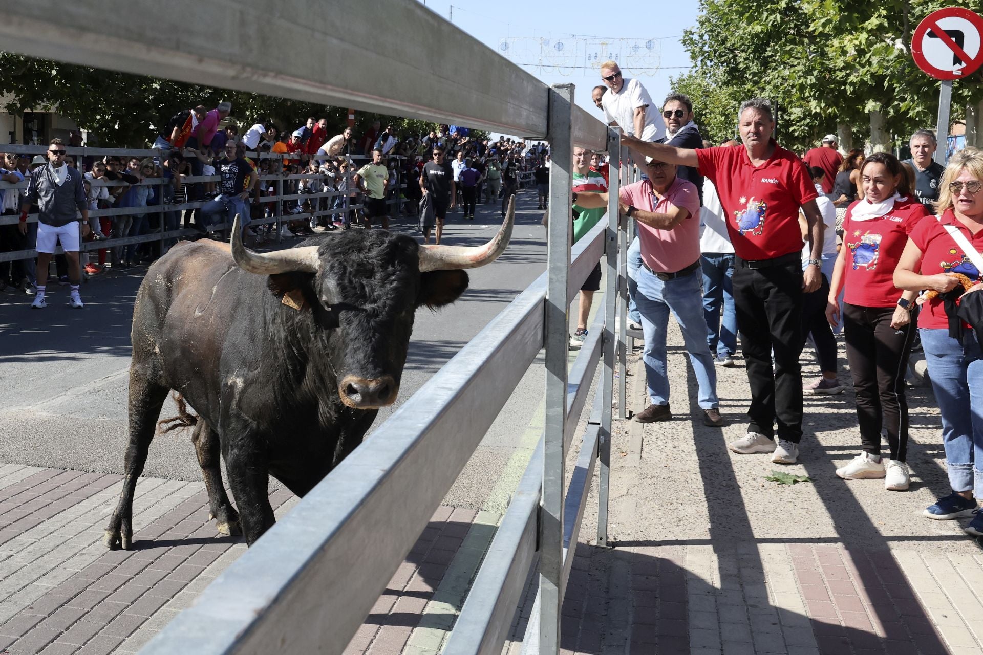 Las imágenes del encierro de este sábado en Medina del Campo