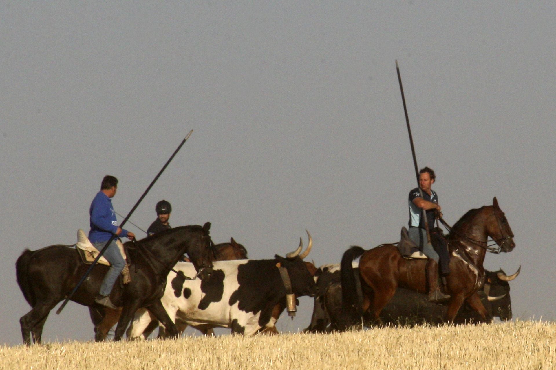 Las imágenes del encierro de este sábado en Medina del Campo