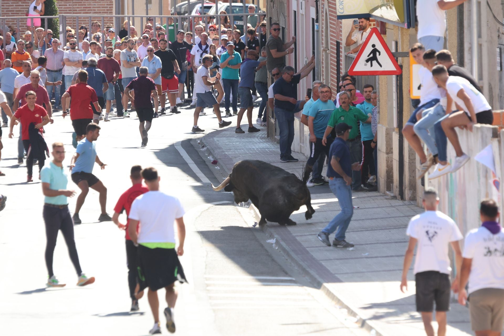 La fotos del encierro urbano en las fiestas de Nava del Rey 2025