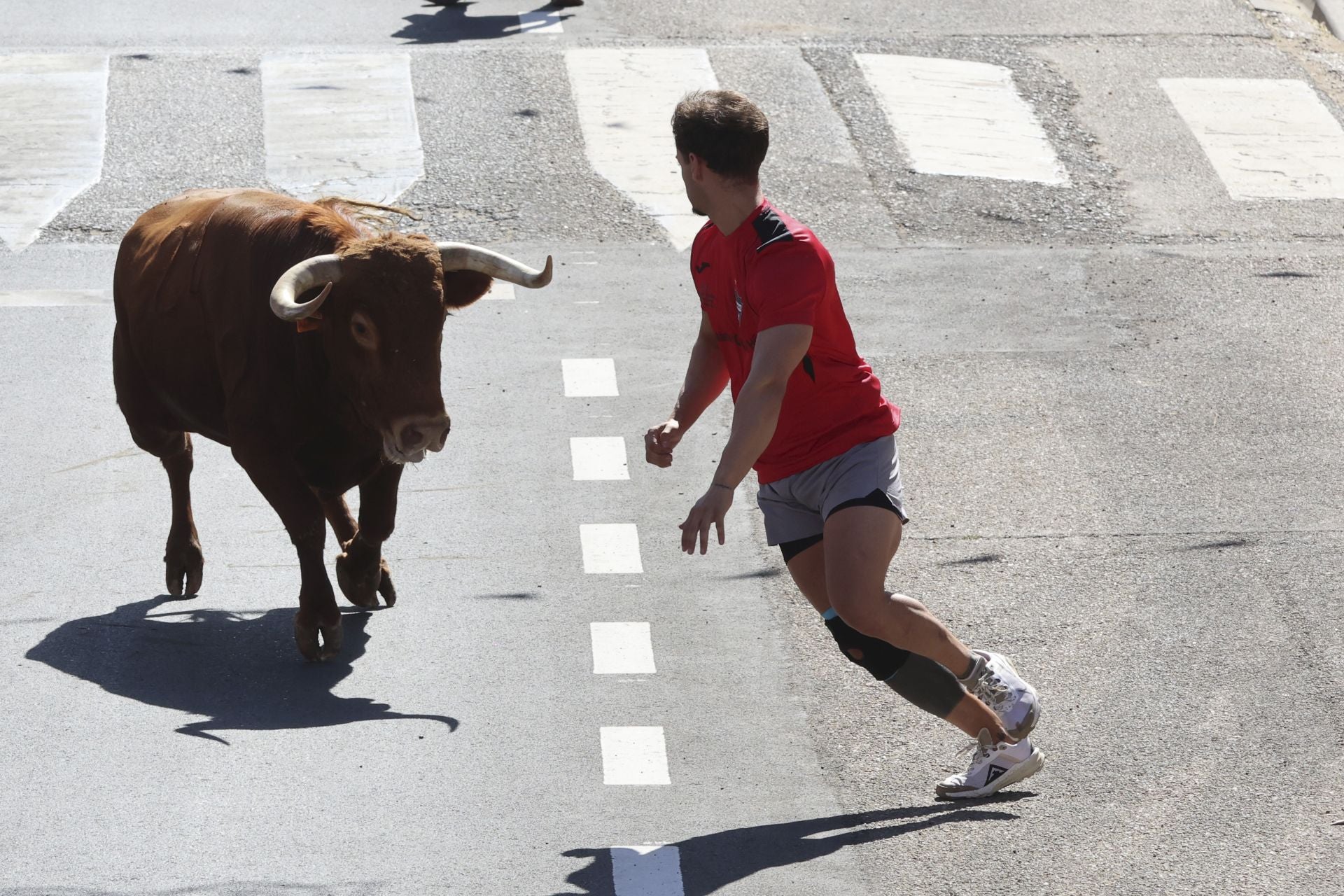 La fotos del encierro urbano en las fiestas de Nava del Rey 2025