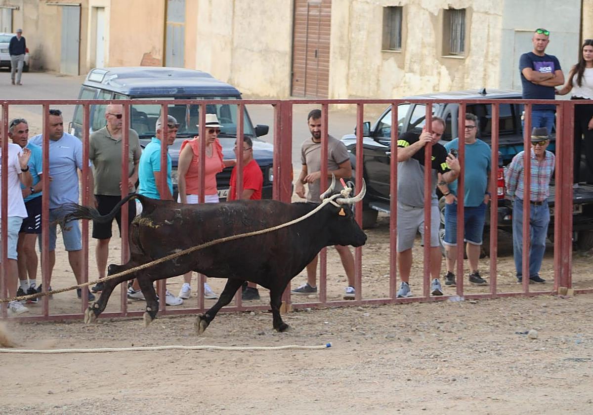 Una vaca enmaromada durante el festejo en las calles de Villafrechós