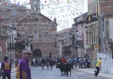 Encierros y capeas marcan el ambiente festivo en Portillo y Nava del Rey