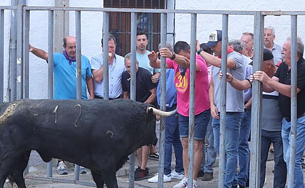 Aficionados tras las talanqueras ante un astado.