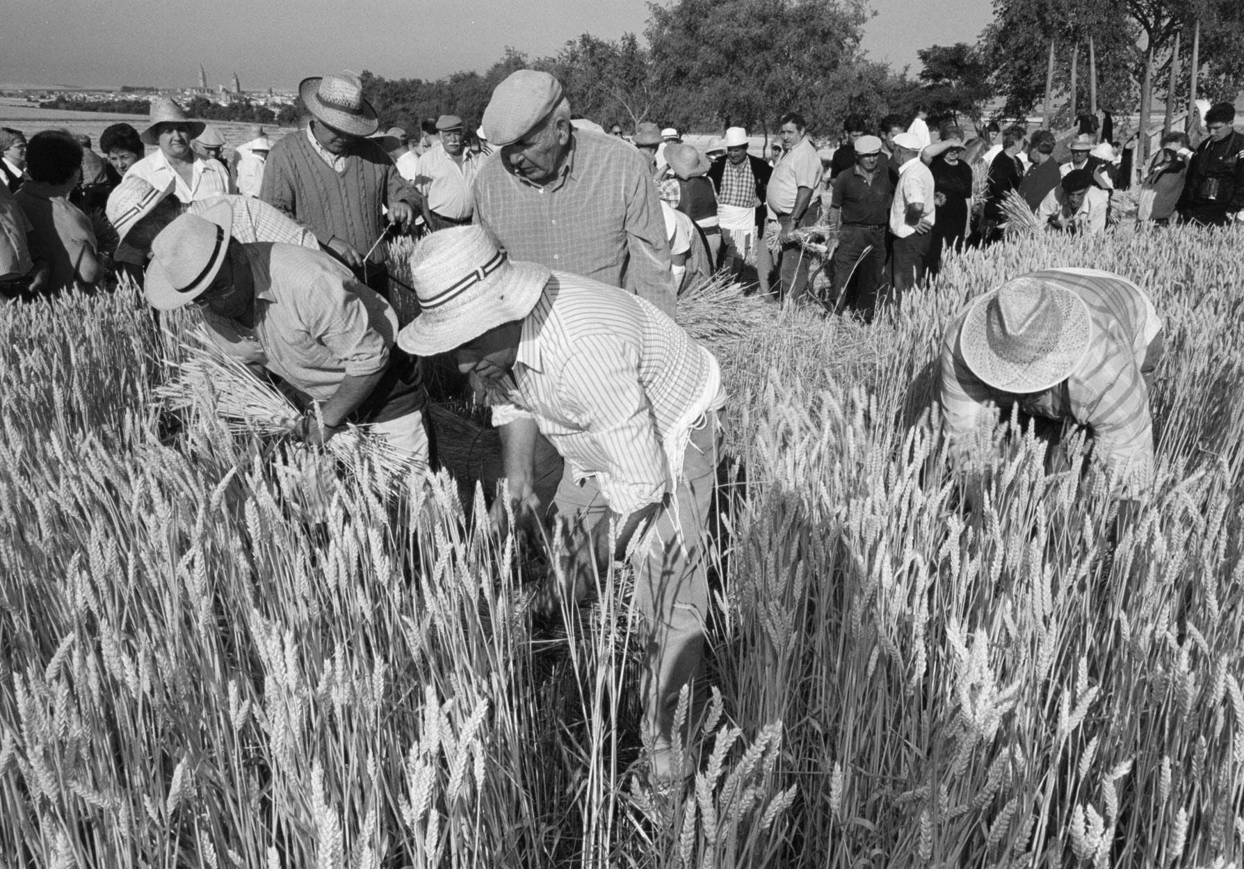 Participantes en la Fiesta de la Siega y la Trilla en Alaejos. 7 de julio de 2001.