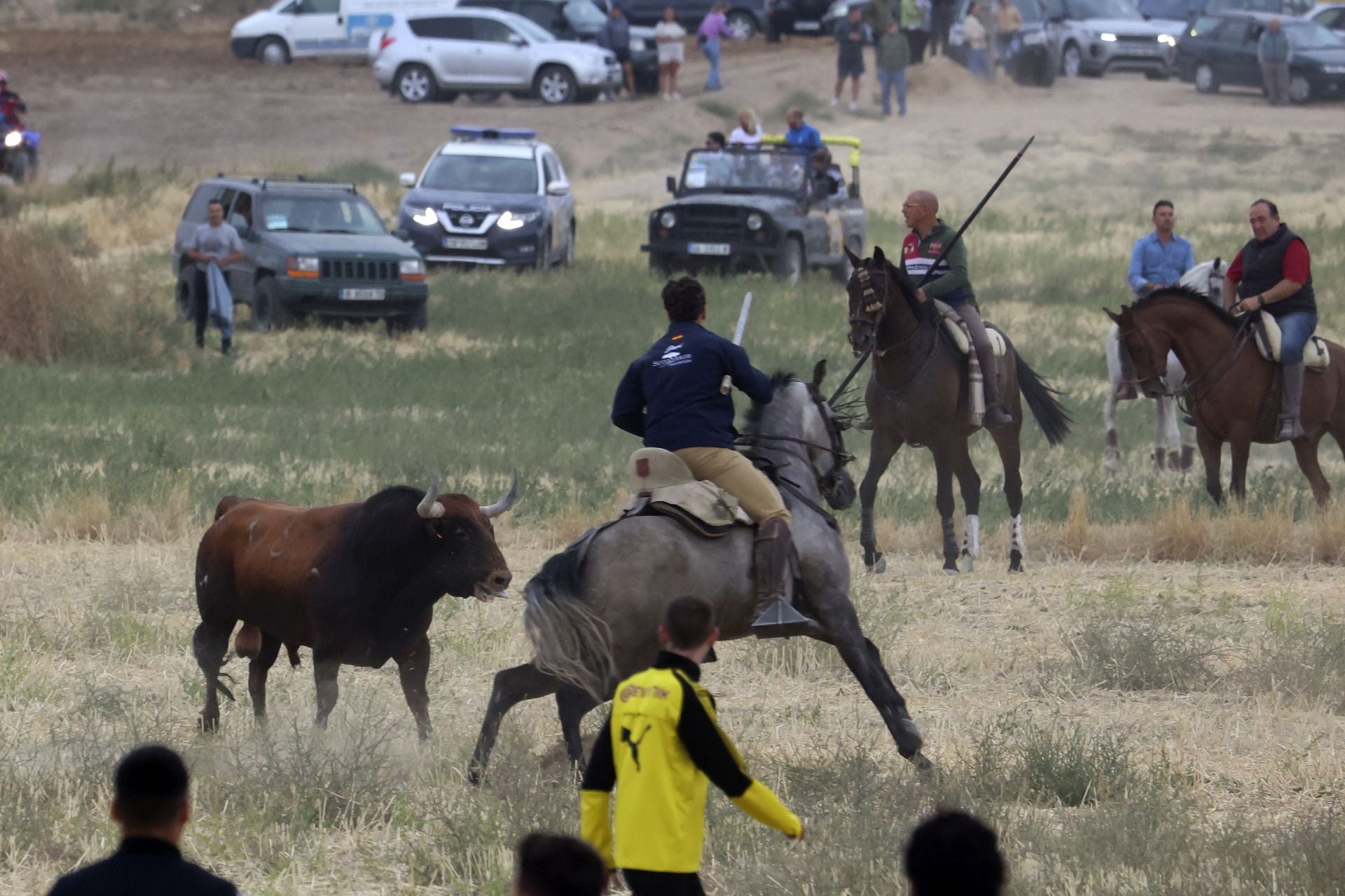 Las fotos del encierro celebrado en Medina del Campo durante la mañana del 7 de septiembre