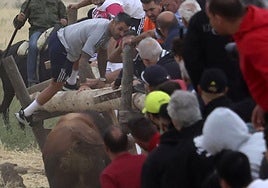 Las fotos del encierro celebrado en Medina del Campo durante la mañana del 7 de septiembre