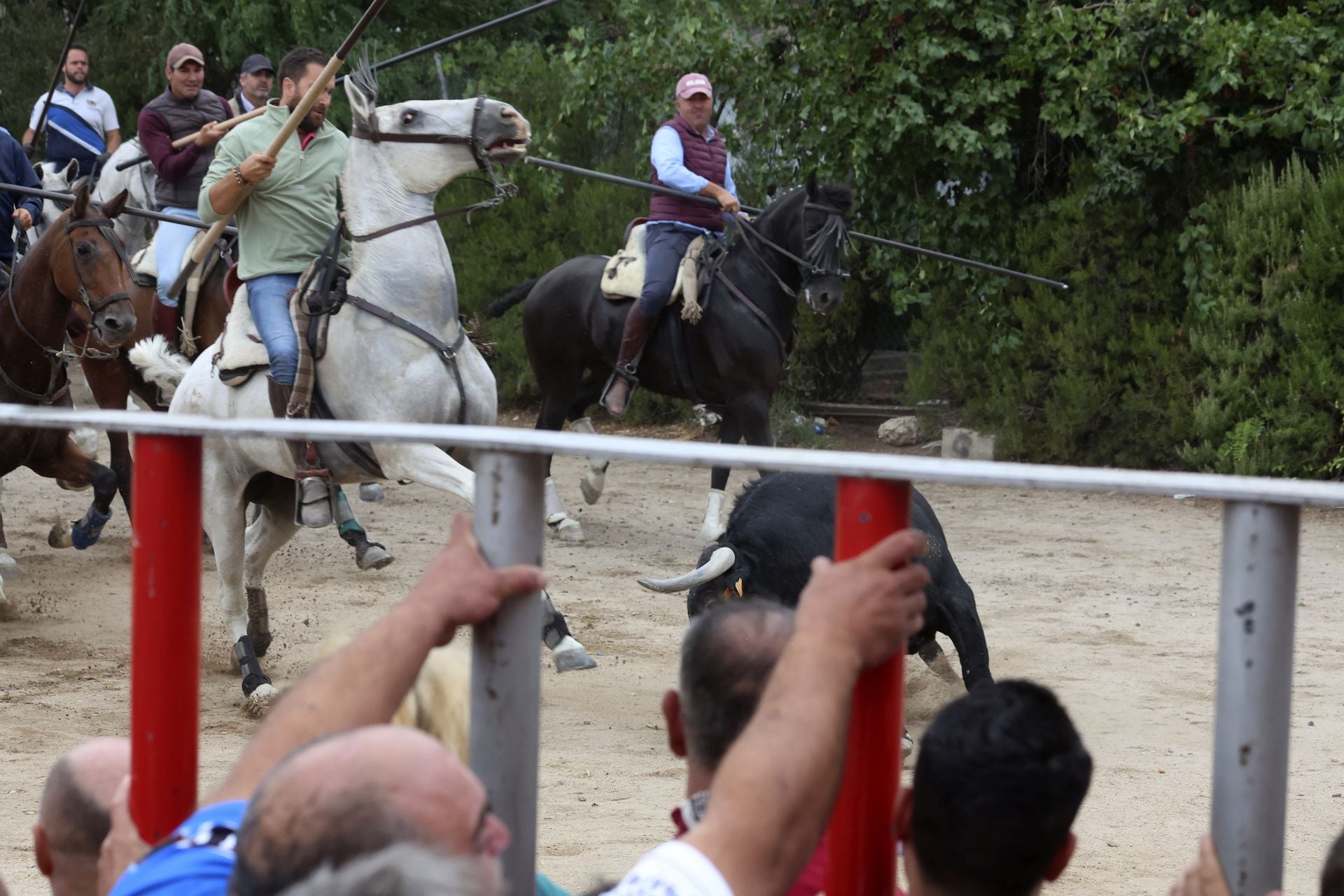 Las fotos del encierro celebrado en Medina del Campo durante la mañana del 7 de septiembre
