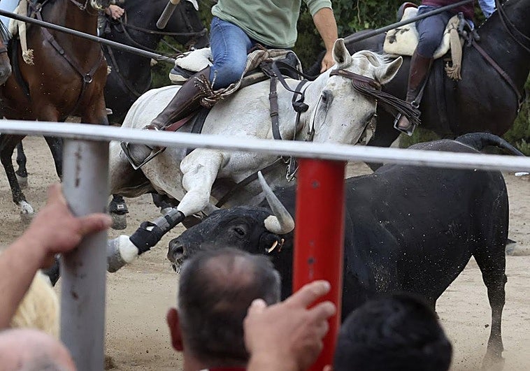 Momento en que el astado embiste al caballo