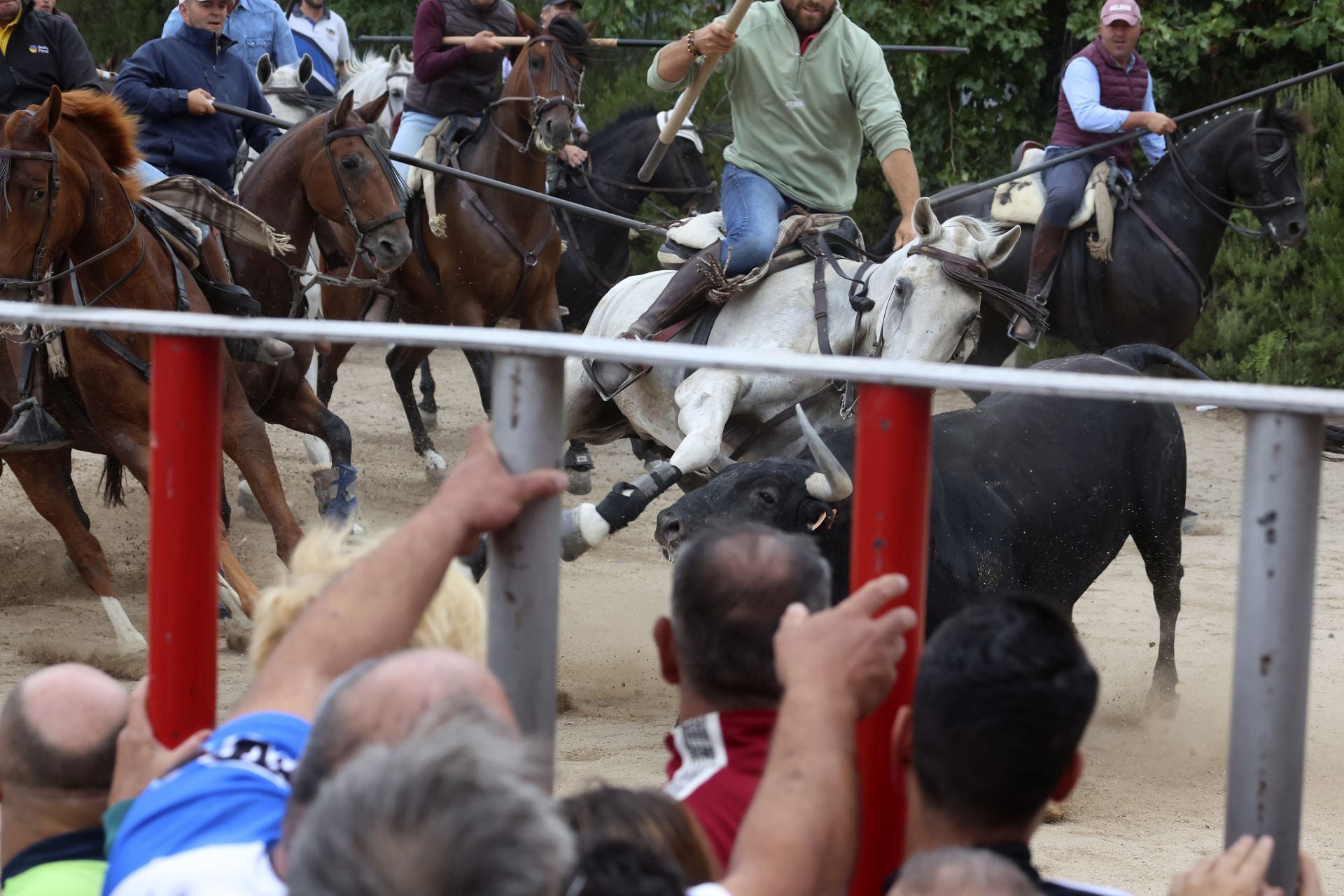 Las fotos del encierro celebrado en Medina del Campo durante la mañana del 7 de septiembre