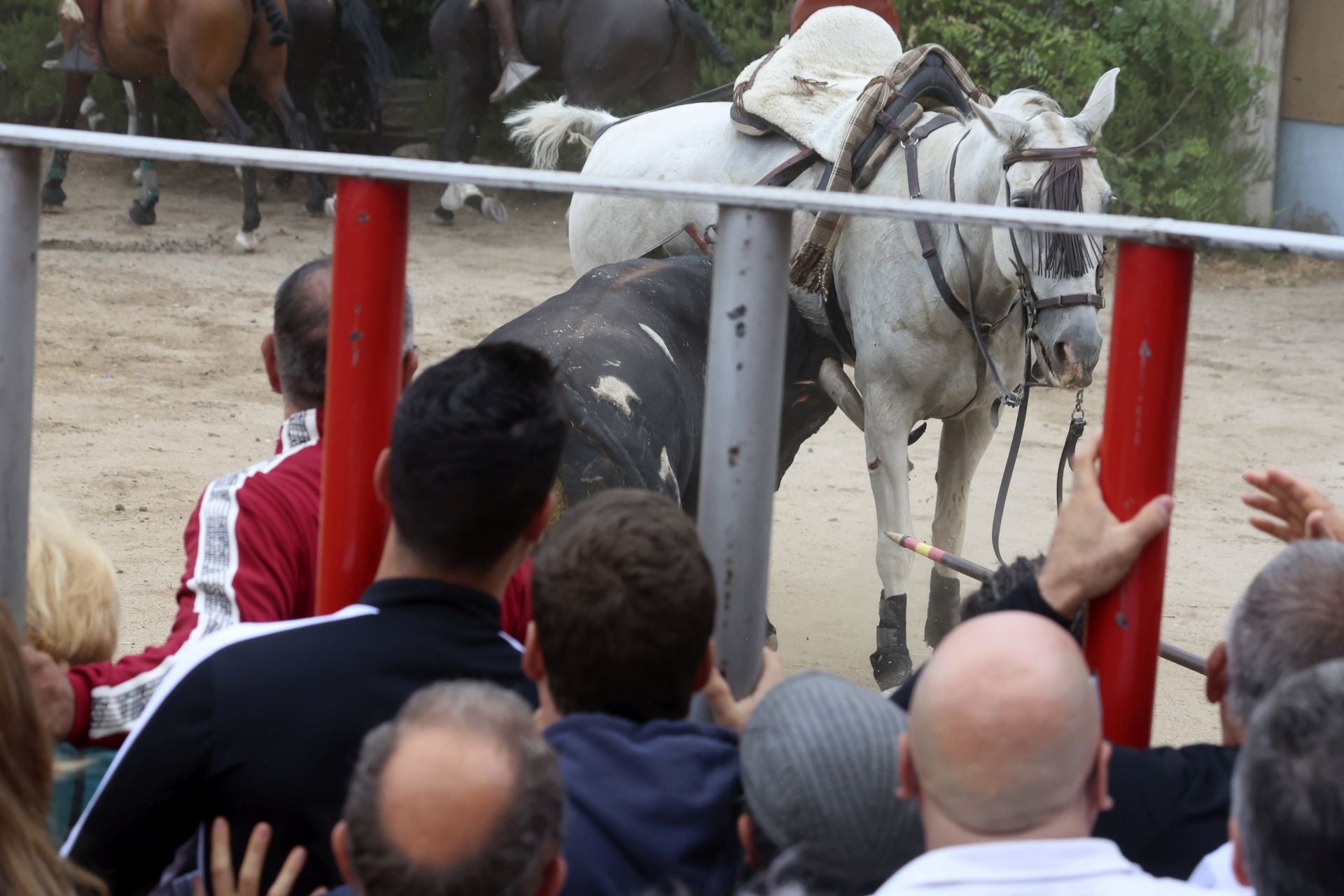 Las fotos del encierro celebrado en Medina del Campo durante la mañana del 7 de septiembre