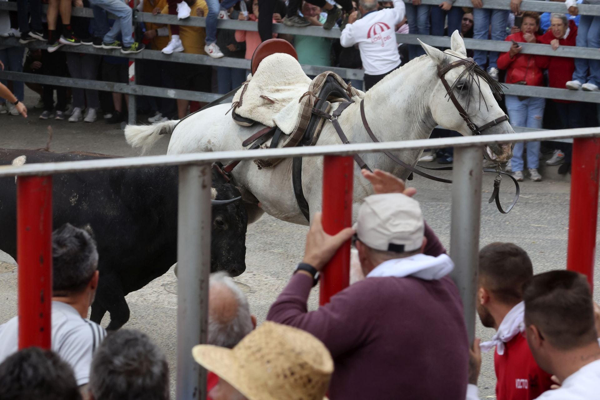 Las fotos del encierro celebrado en Medina del Campo durante la mañana del 7 de septiembre
