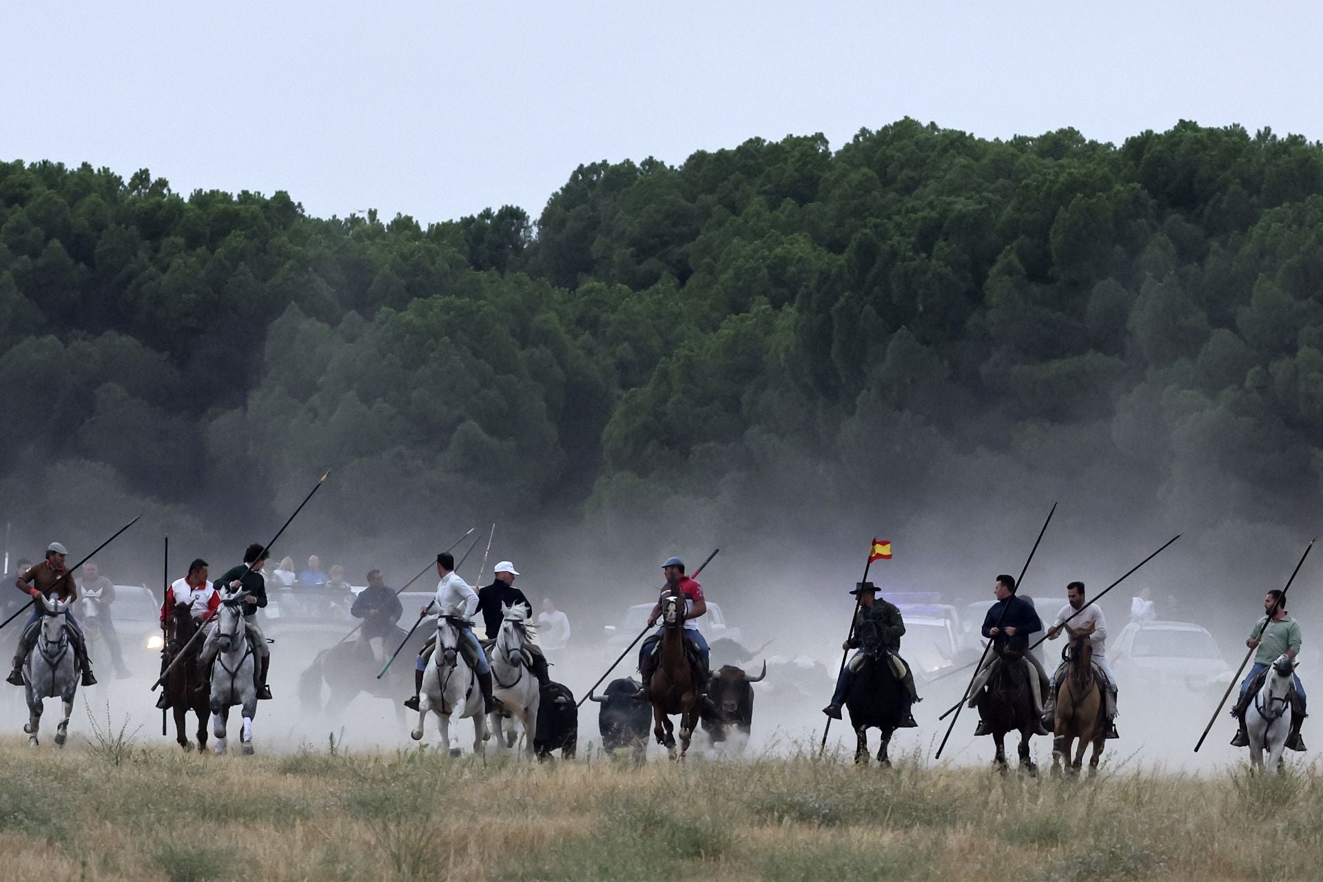 Las fotos del encierro celebrado en Medina del Campo durante la mañana del 7 de septiembre