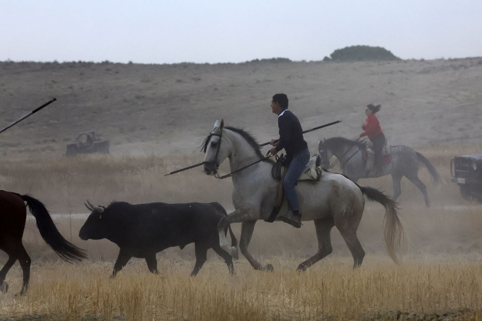 Las fotos del encierro celebrado en Medina del Campo durante la mañana del 7 de septiembre
