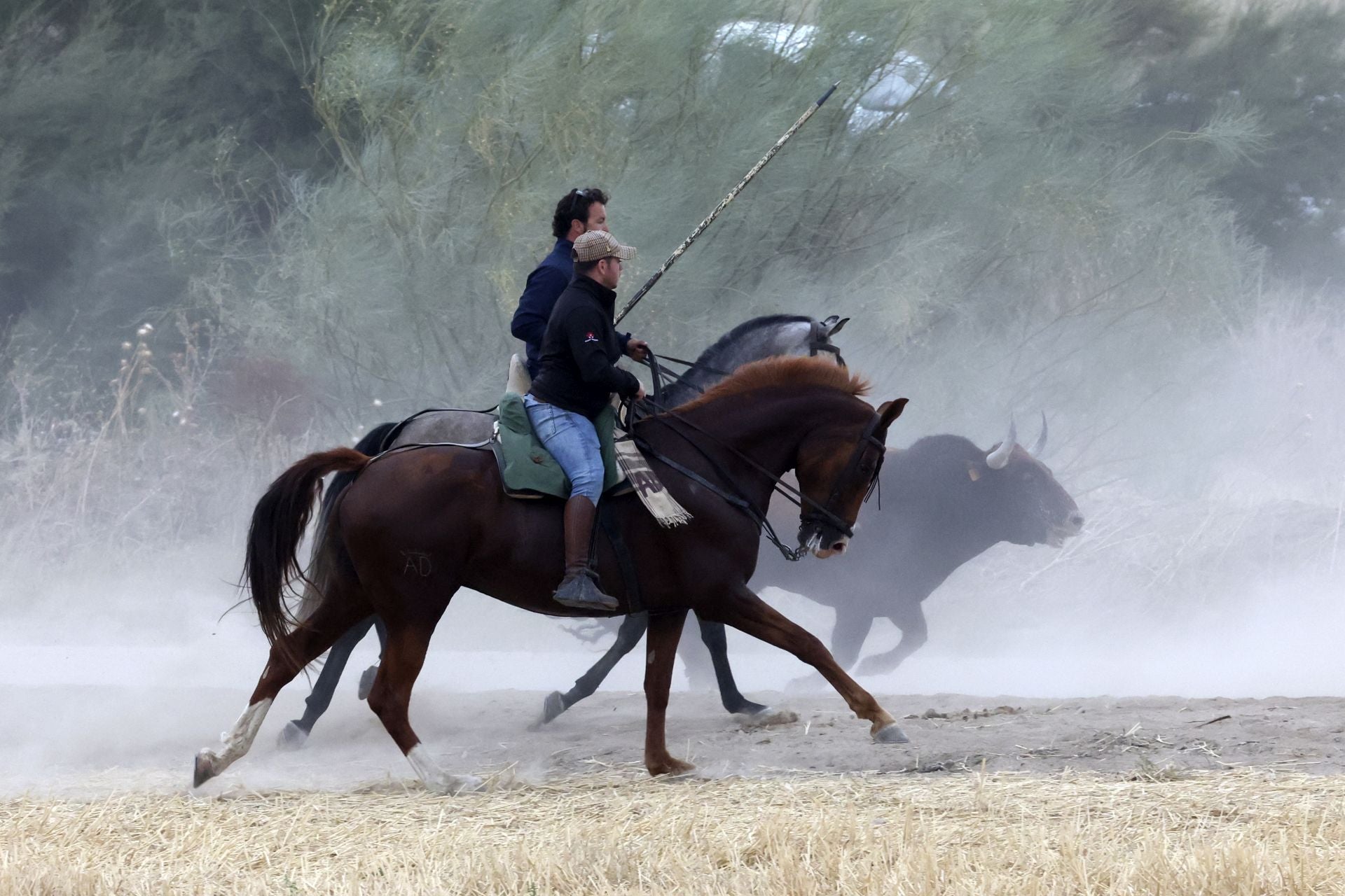 Las fotos del encierro celebrado en Medina del Campo durante la mañana del 7 de septiembre