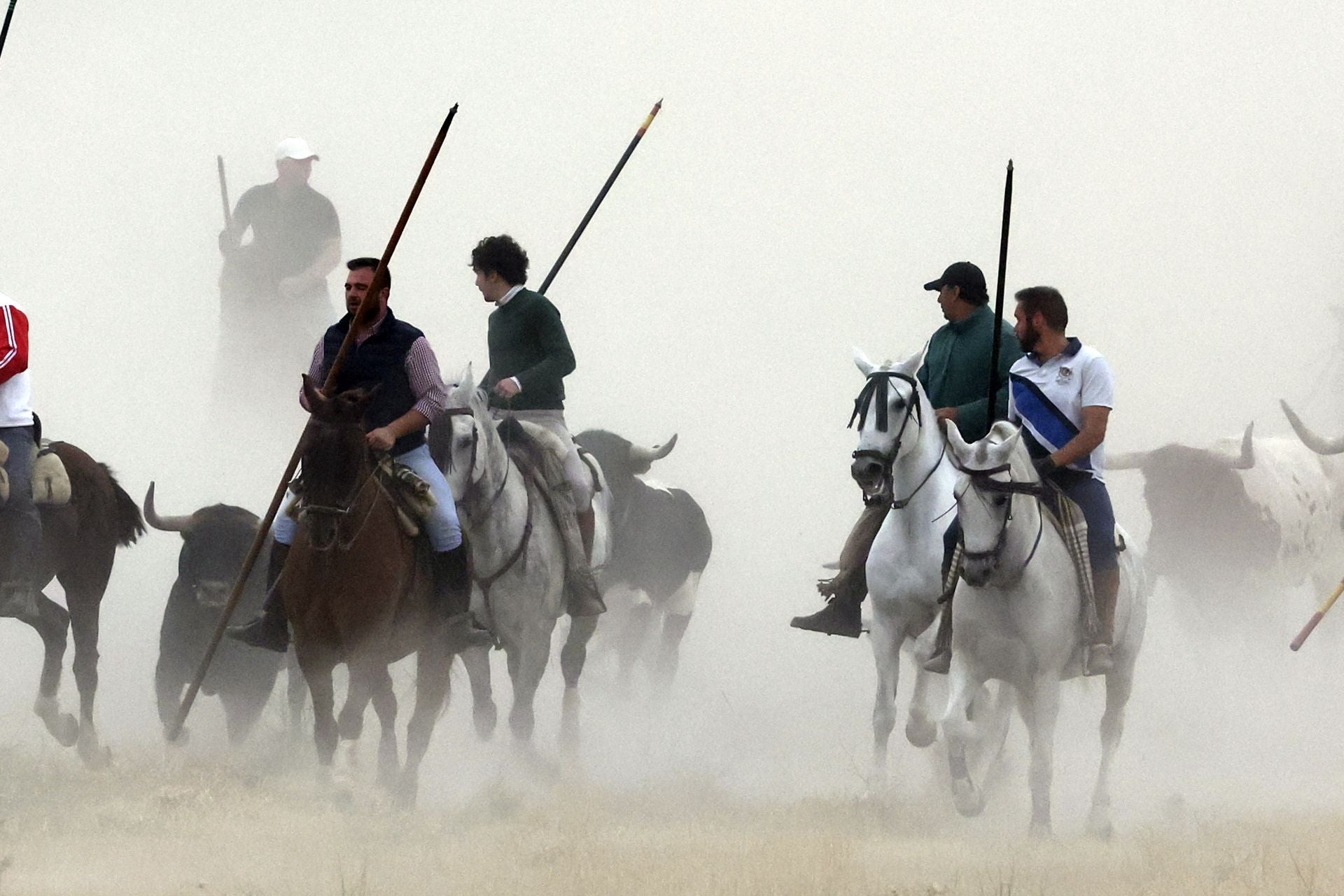 Las fotos del encierro celebrado en Medina del Campo durante la mañana del 7 de septiembre