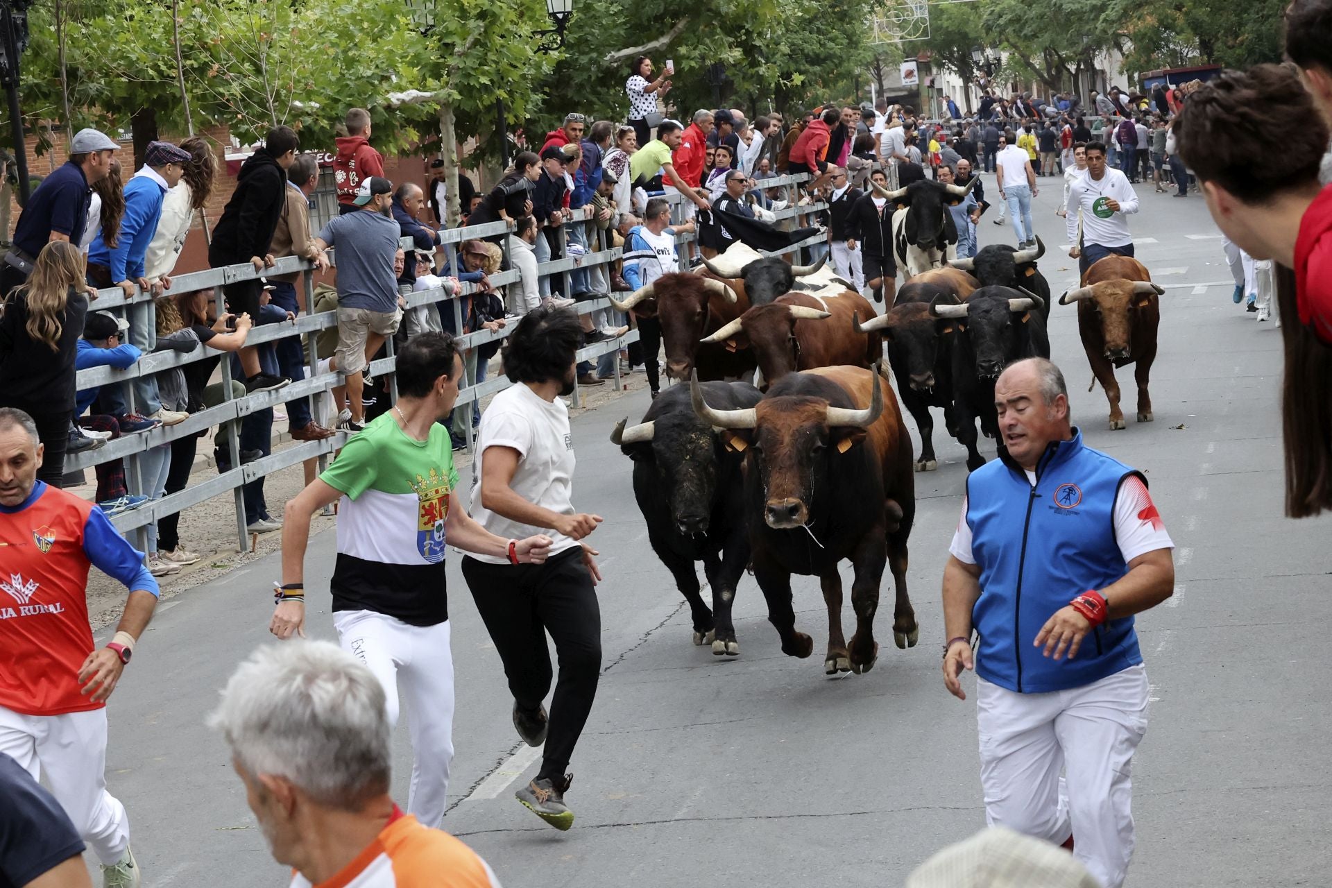 Las fotos del encierro celebrado en Medina del Campo durante la mañana del 7 de septiembre