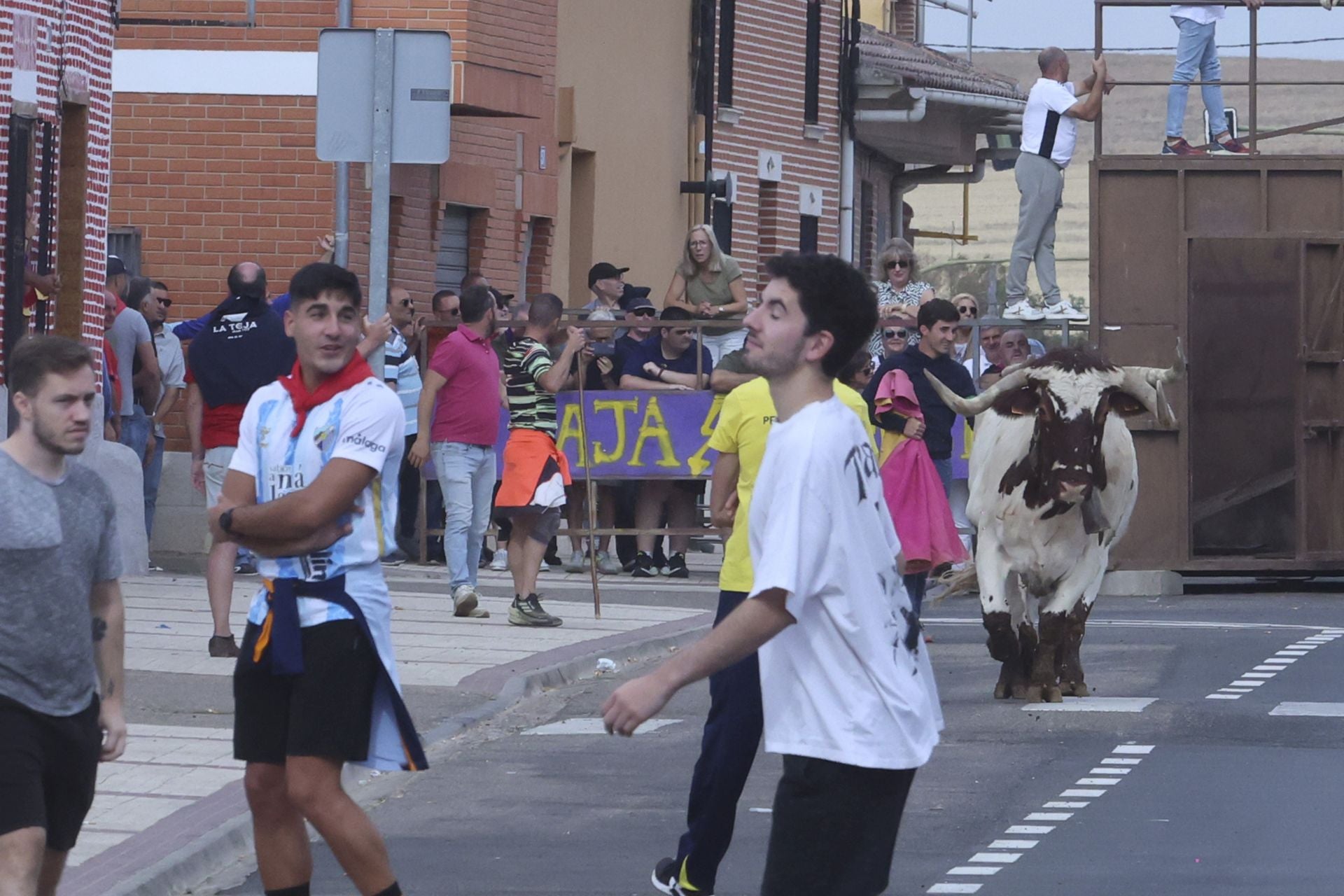Encierro urbano, vaca del cajón y capea de Nava del Rey