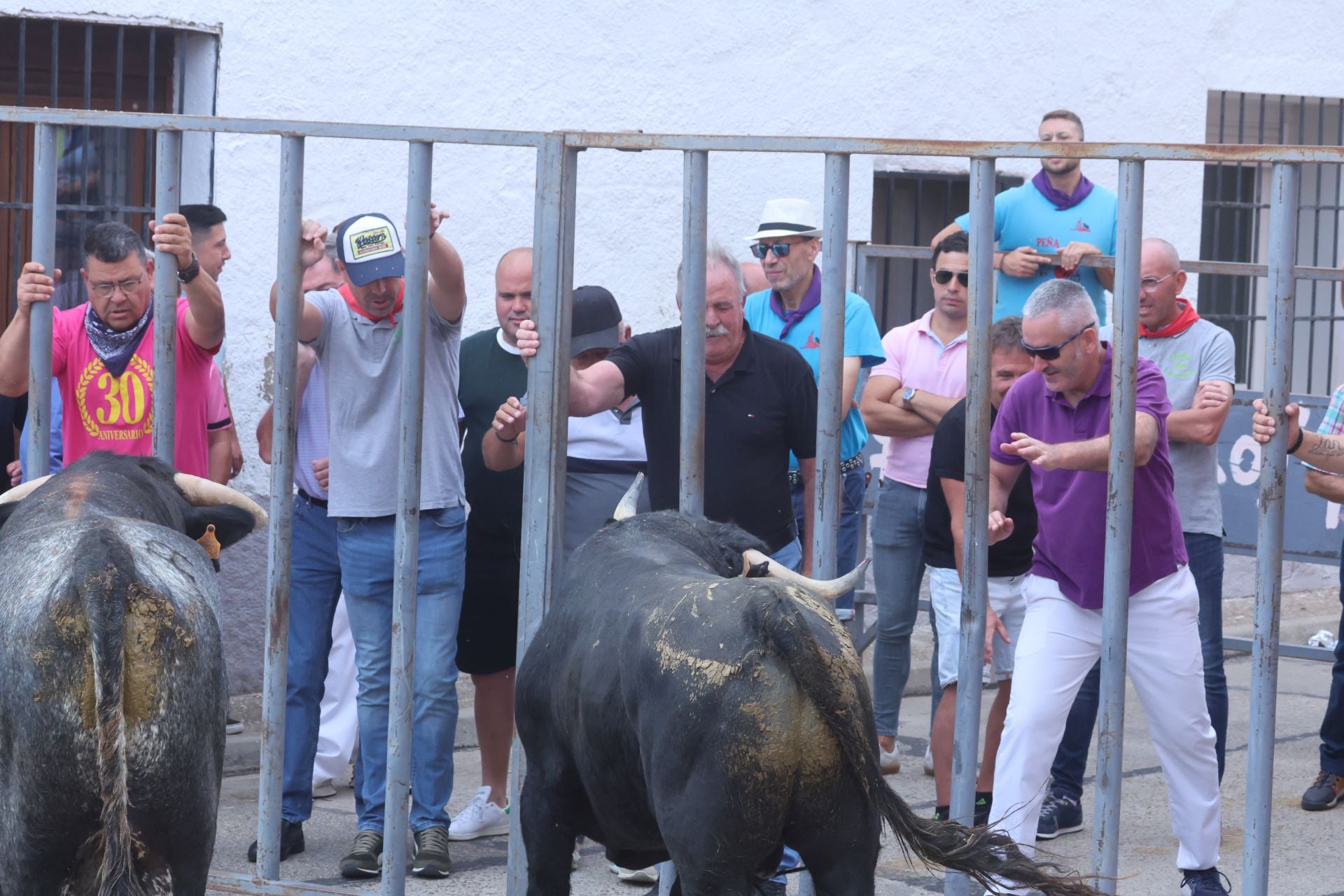 Encierro urbano, vaca del cajón y capea de Nava del Rey
