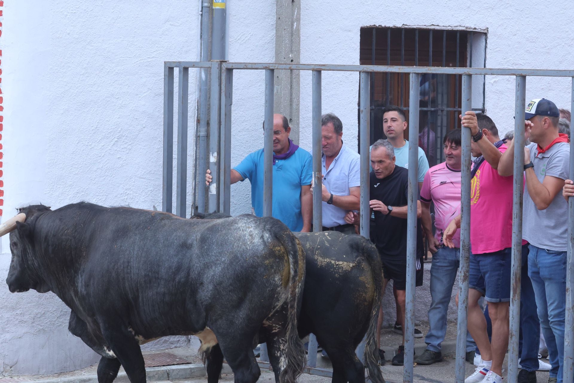 Encierro urbano, vaca del cajón y capea de Nava del Rey